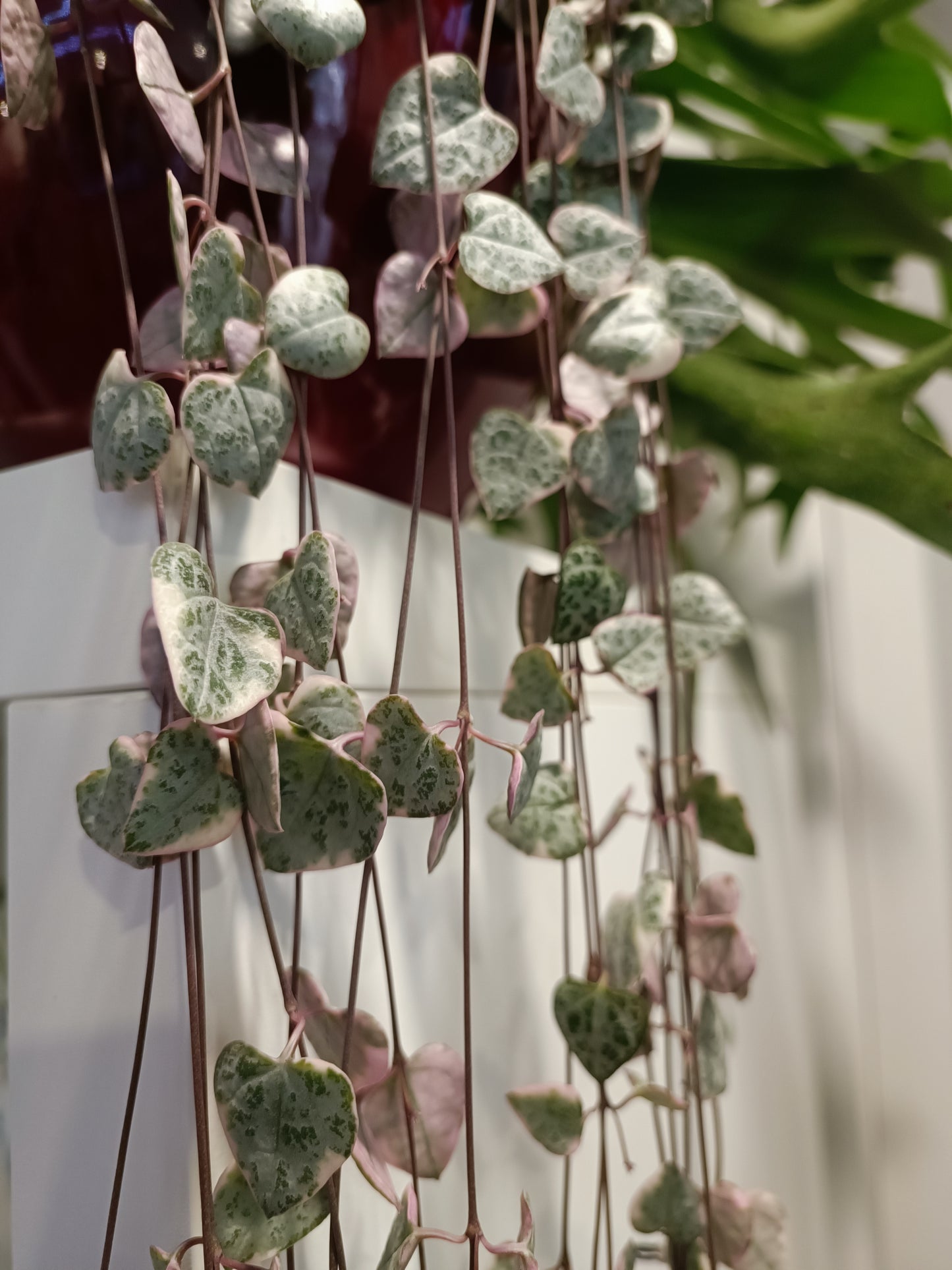 Ceropegia variegata