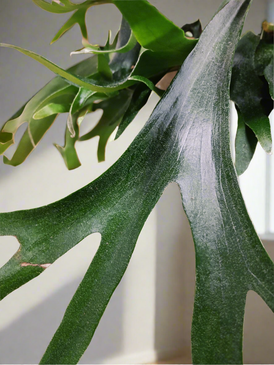 Platycerium bifurcatum