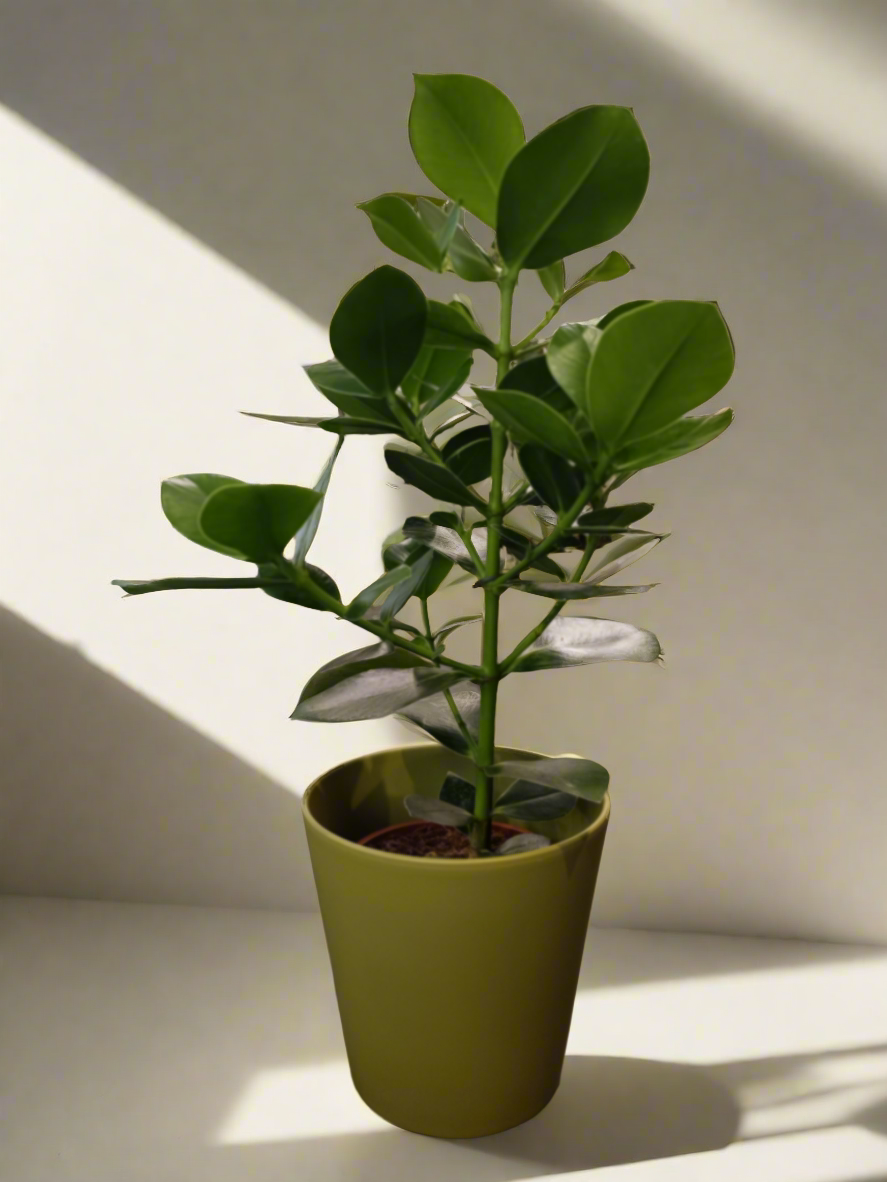 Clusia rosea 'Princess'