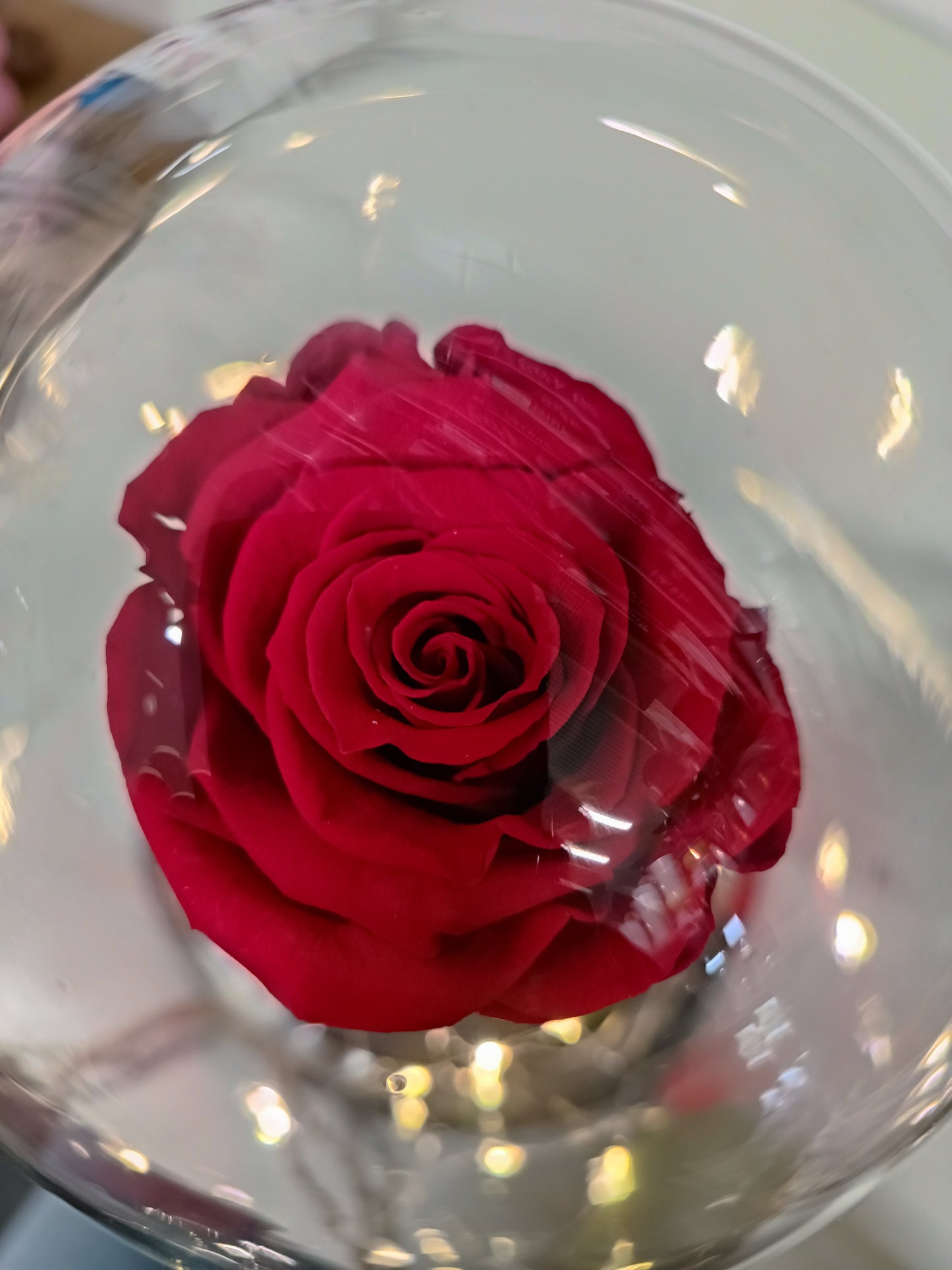 Cupola di vetro con rosa stabilizzata