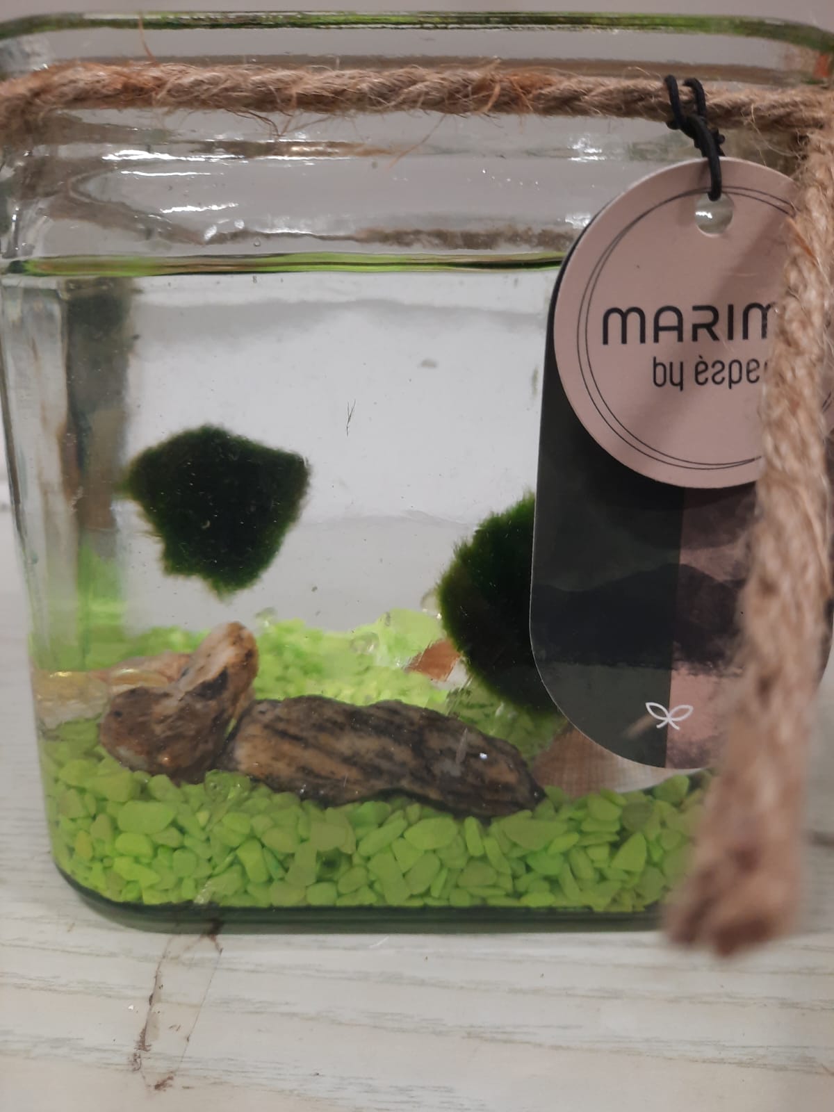 Marimo