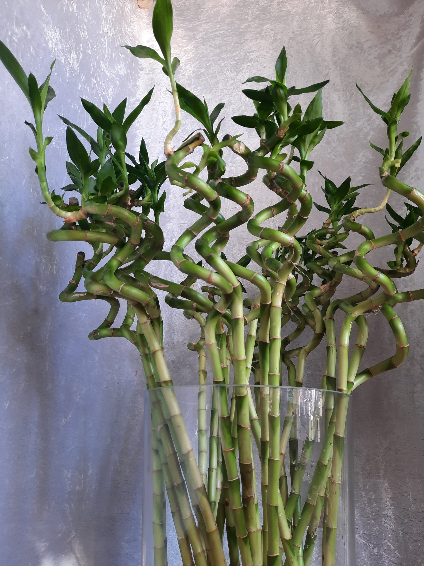 Lucky Bamboo