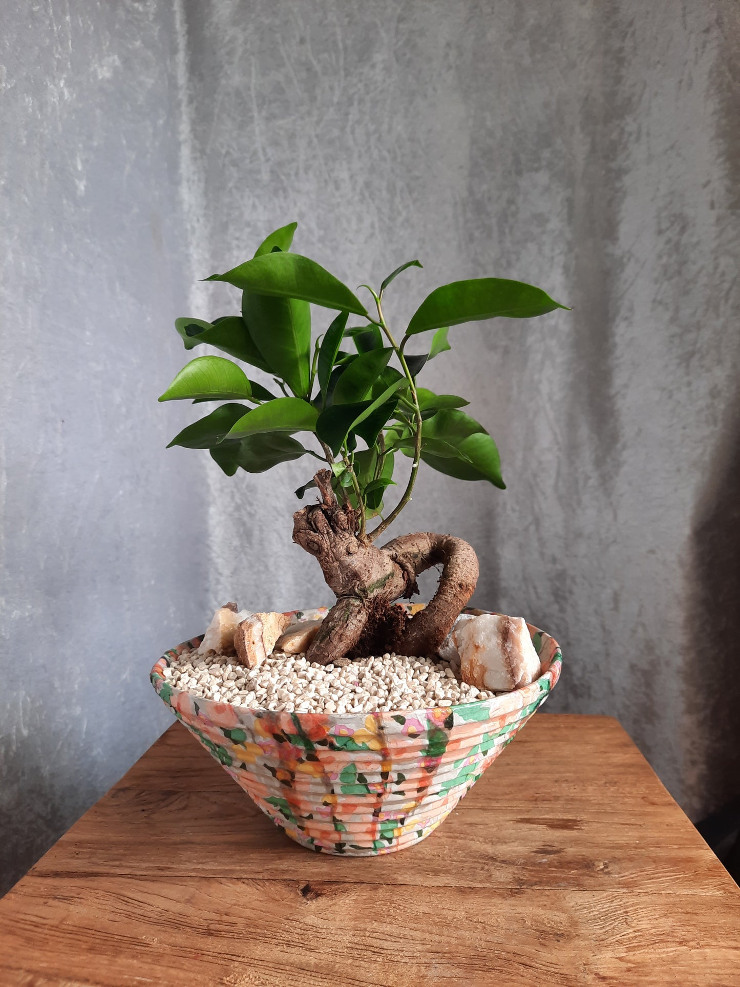 Bonsai con vaso