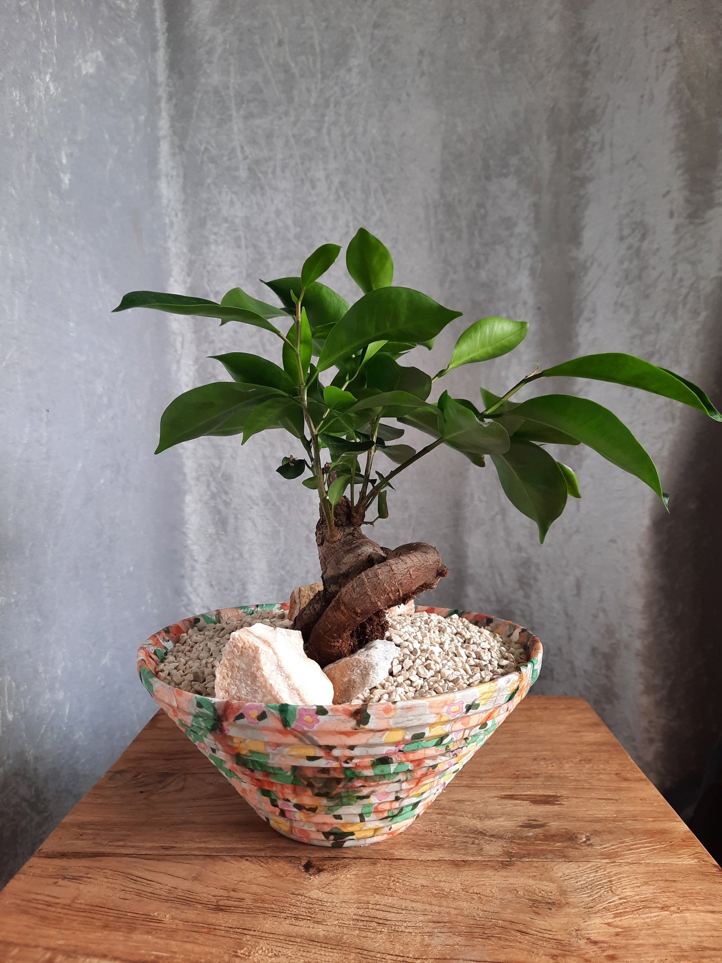 Bonsai con vaso