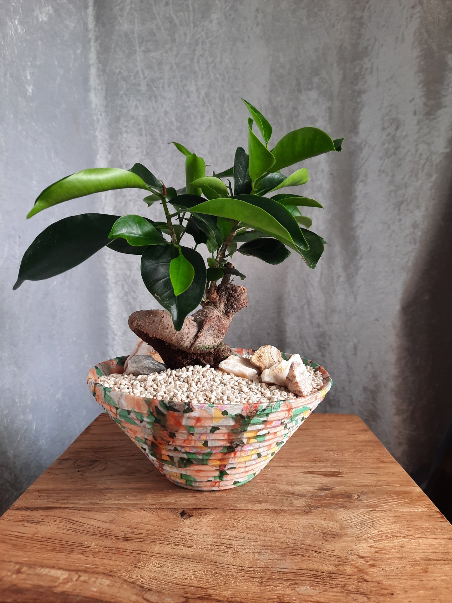 Bonsai con vaso