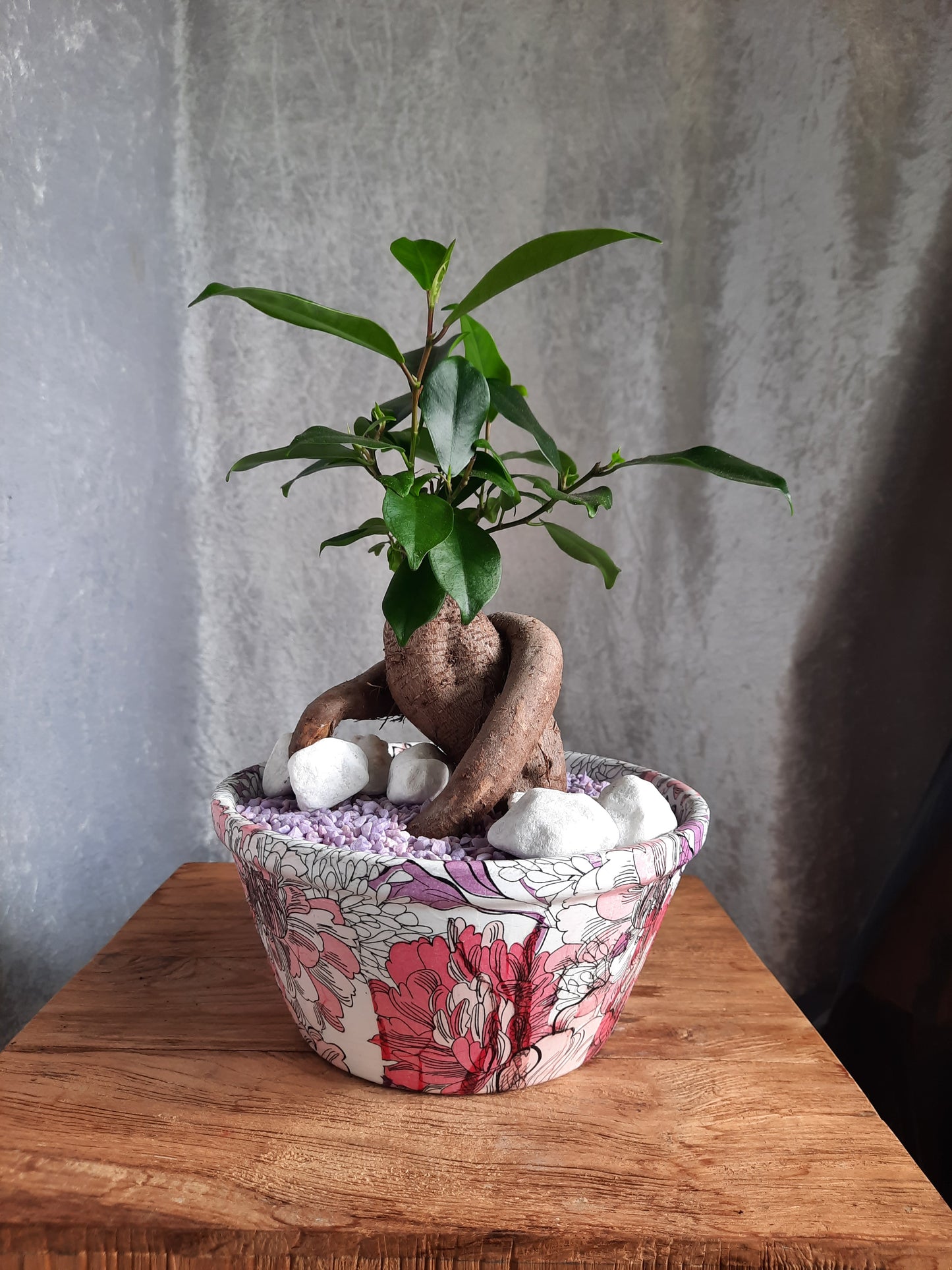 Bonsai con vaso