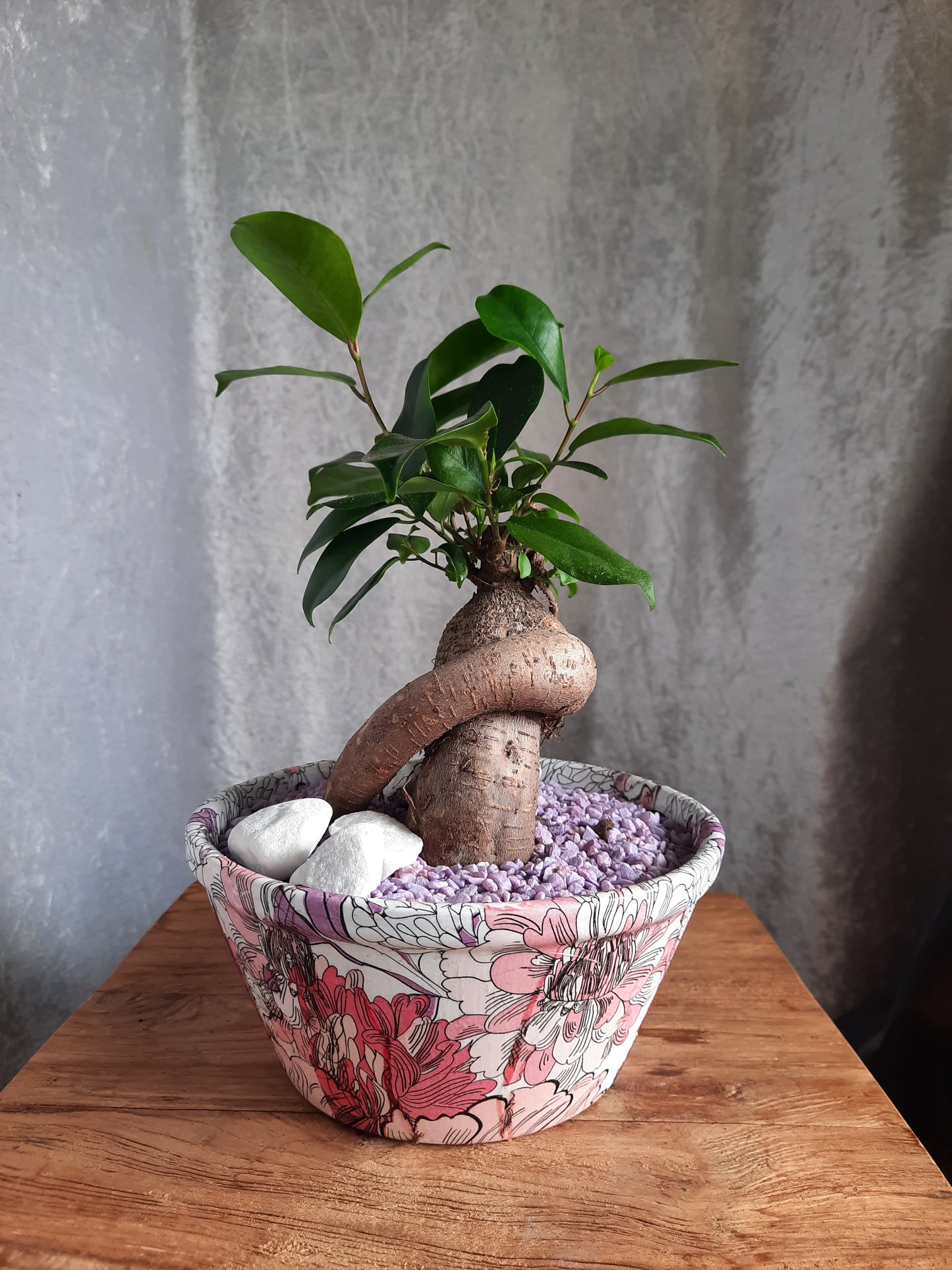 Bonsai con vaso