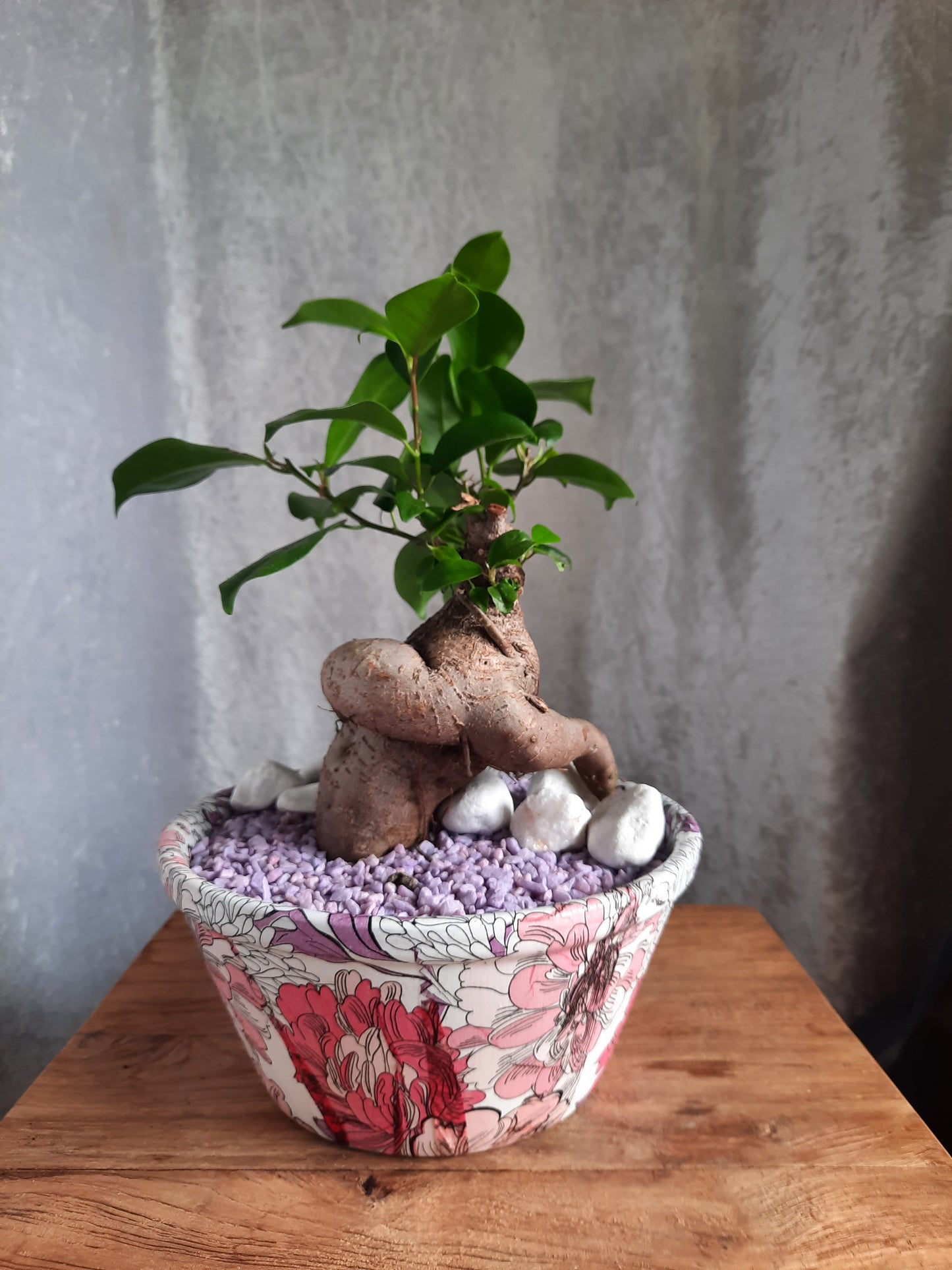 Bonsai con vaso