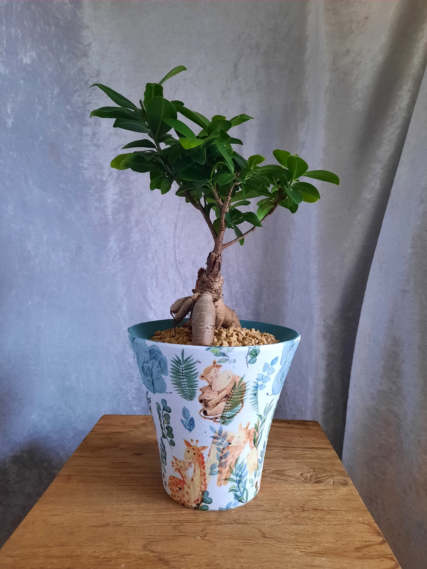 Bonsai con vaso