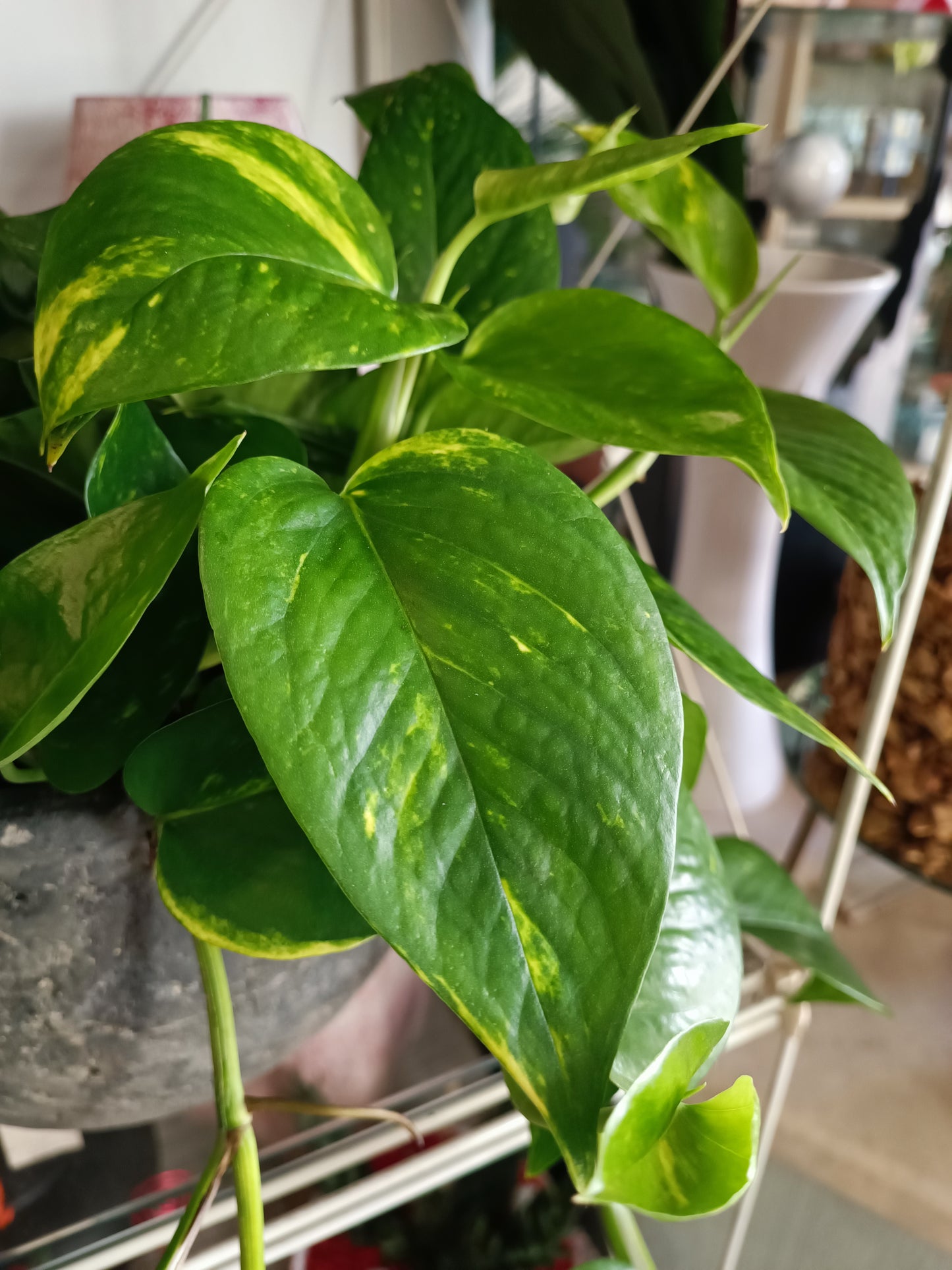 Epipremnum aureum