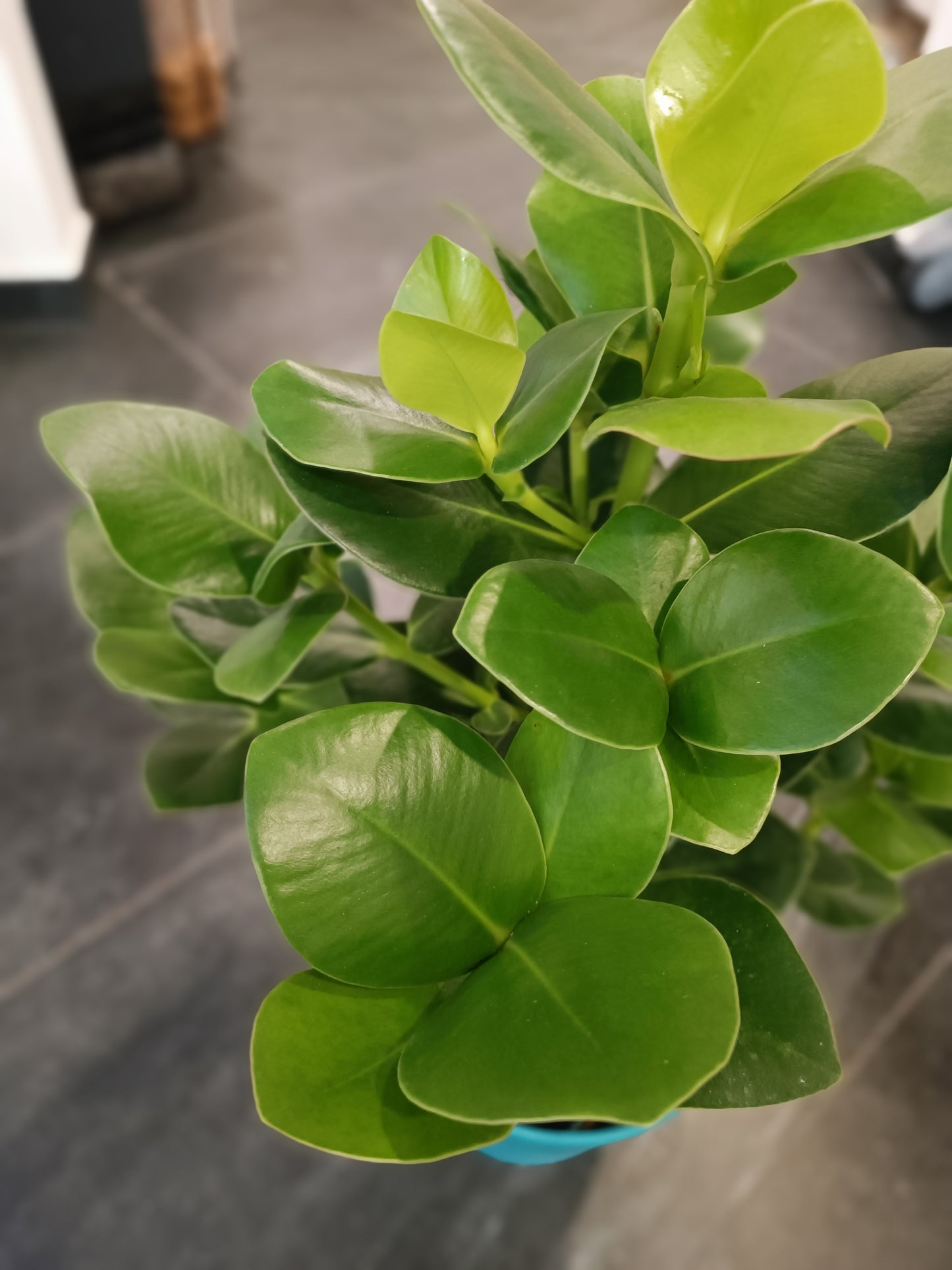 Clusia rosea 'Princess'