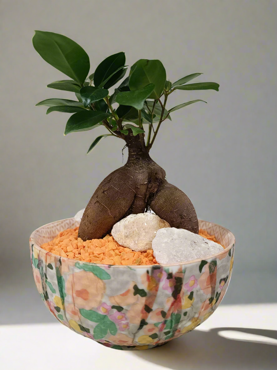 Mini Bonsai con vaso