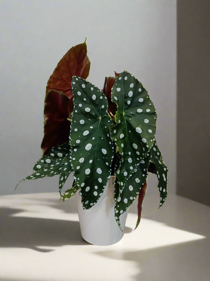 Begonia maculata