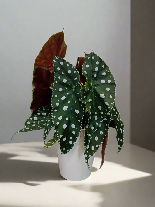 Begonia maculata