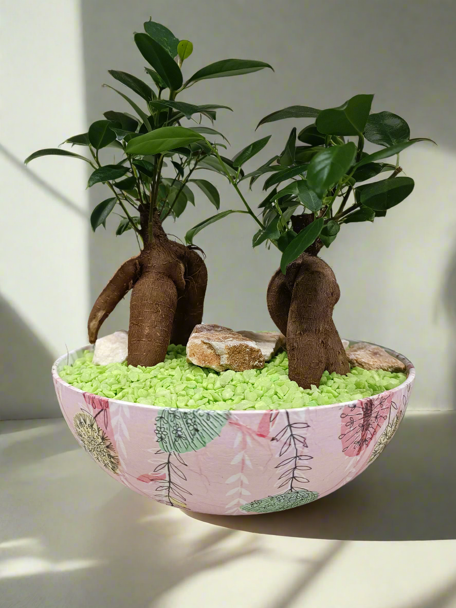 Bonsai con vaso