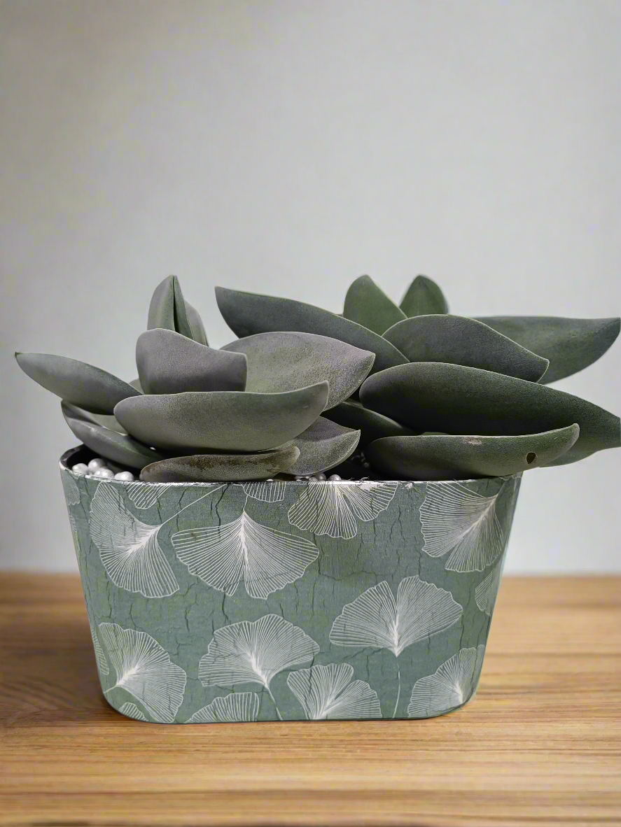 Crassula boomerang con vaso