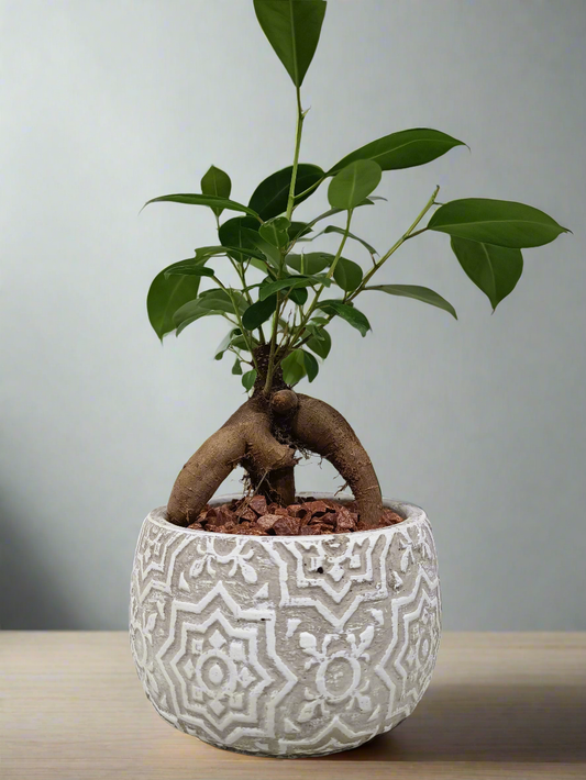 Mini Bonsai con vaso