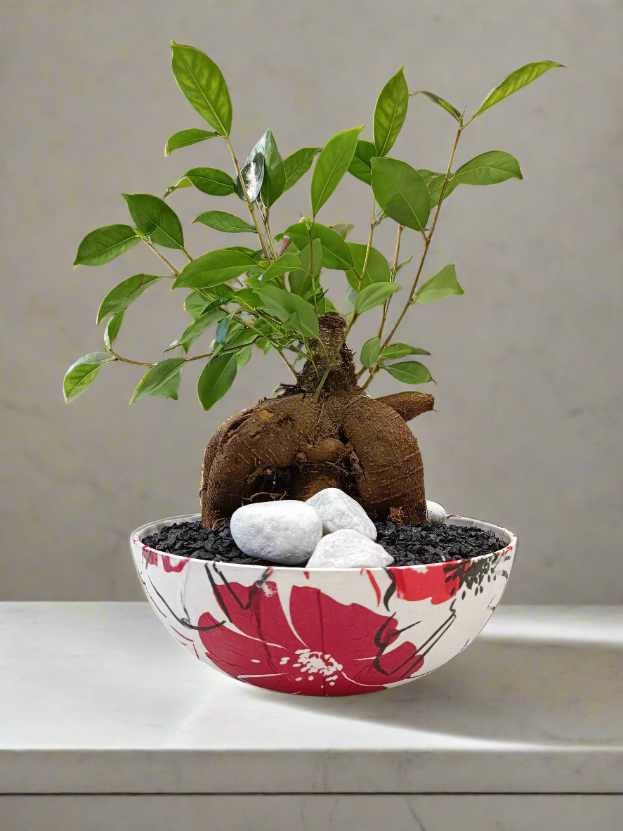 Ficus bonsai con vaso