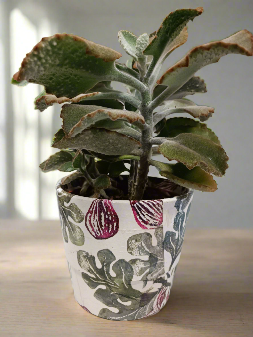 Kalanchoe beharensis 'Fang' con vaso