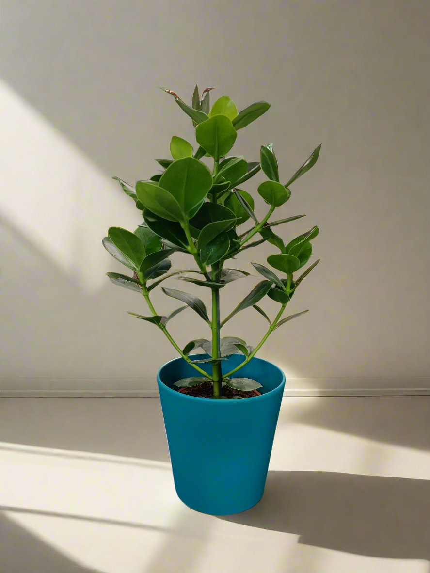 Clusia rosea 'Princess'