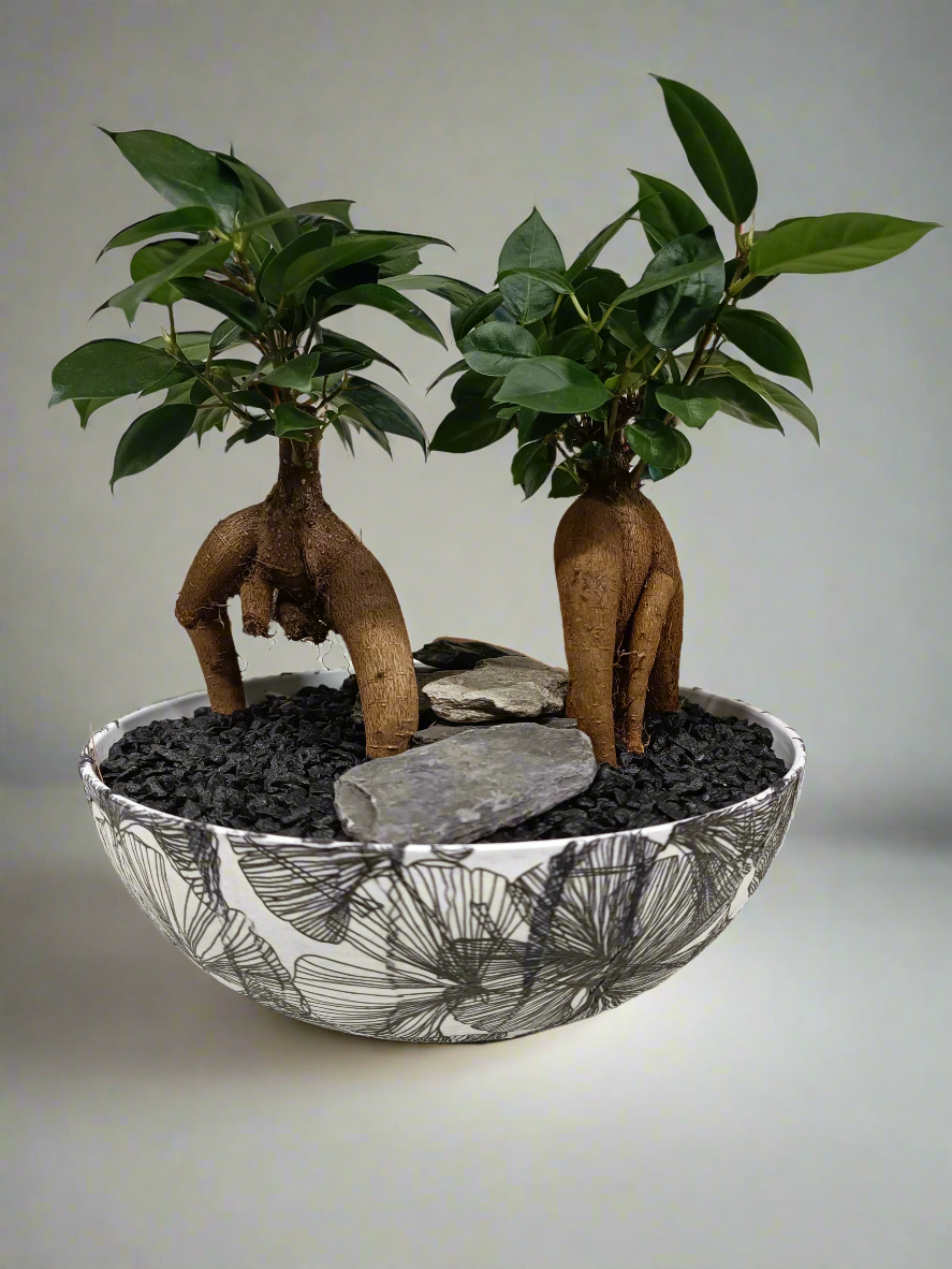 Bonsai con vaso