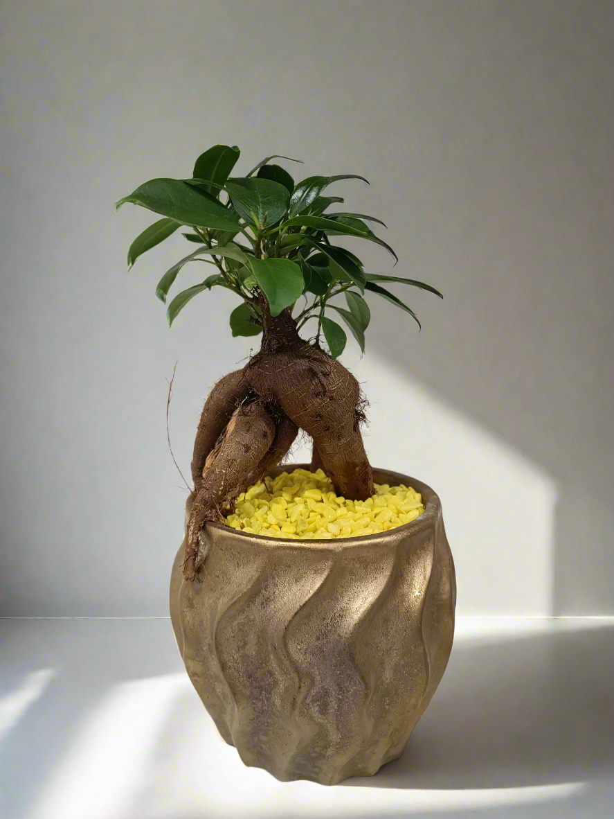 Mini Bonsai con vaso