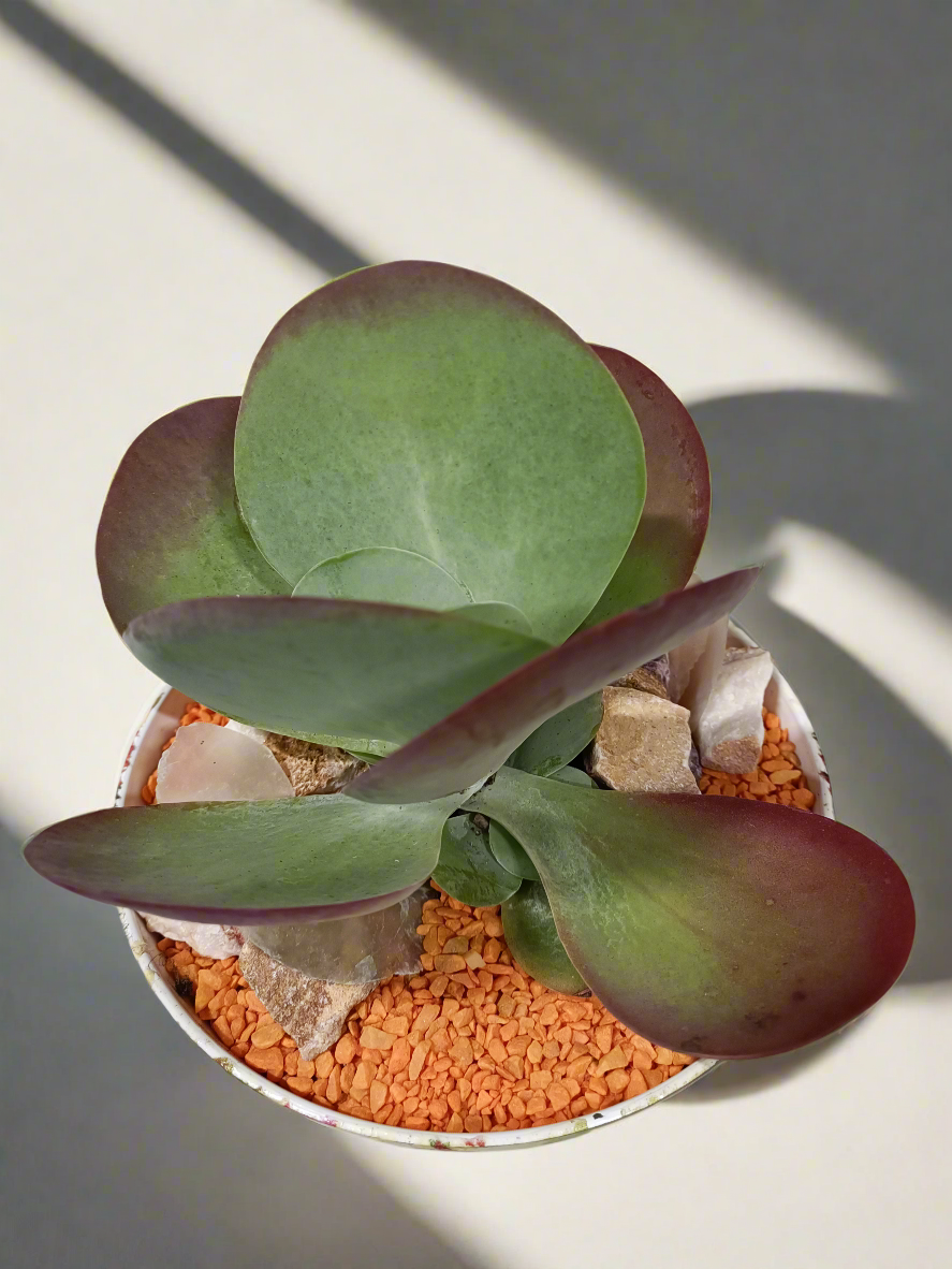 Kalanchoe thyrsiflora con vaso