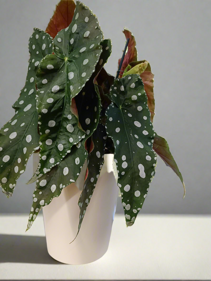 Begonia maculata