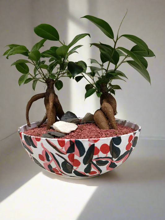 Bonsai con vaso