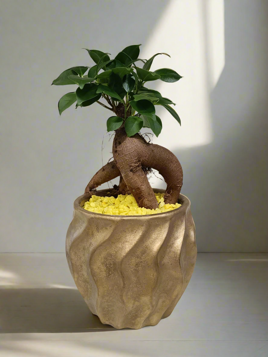 Mini Bonsai con vaso