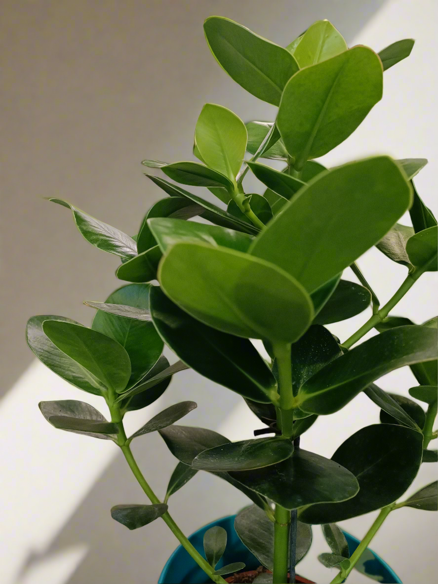 Clusia rosea 'Princess'