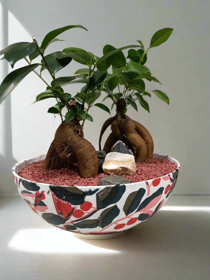 Bonsai con vaso