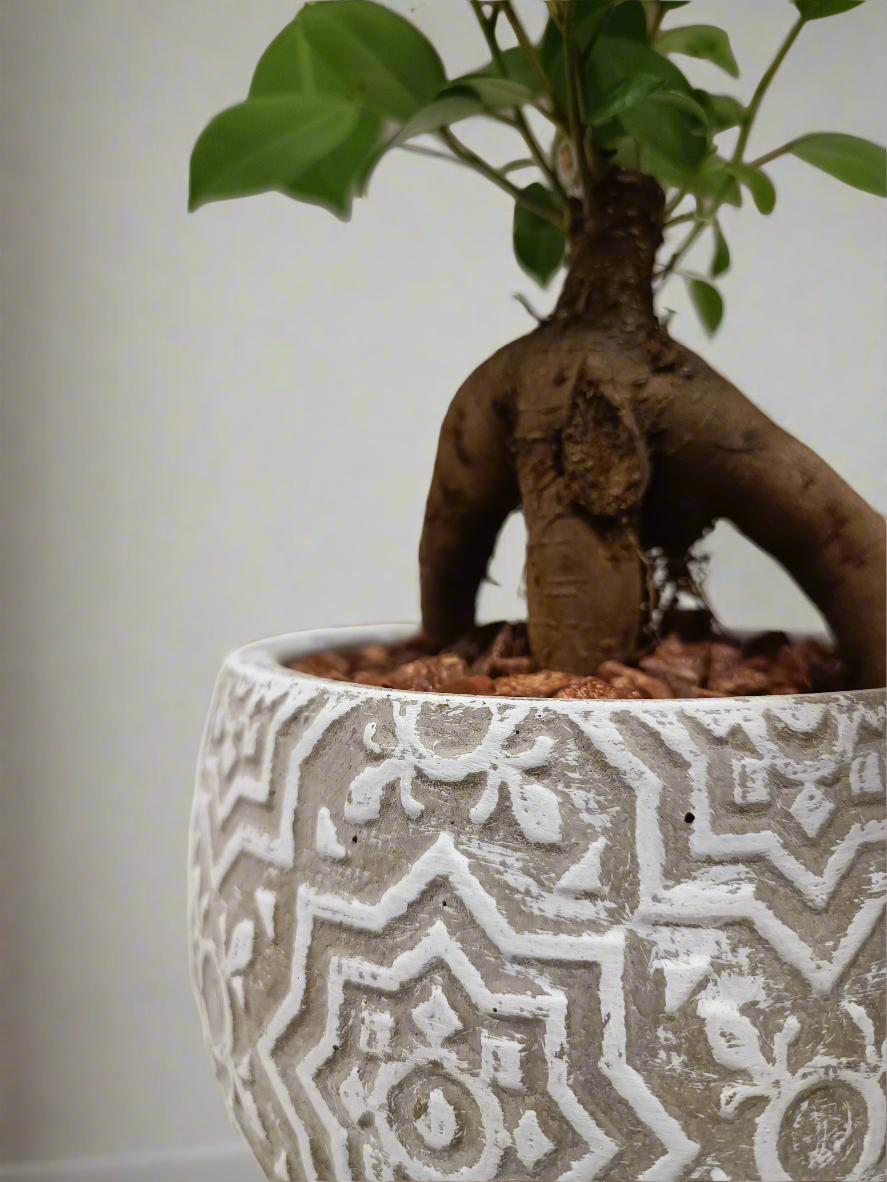 Mini Bonsai con vaso