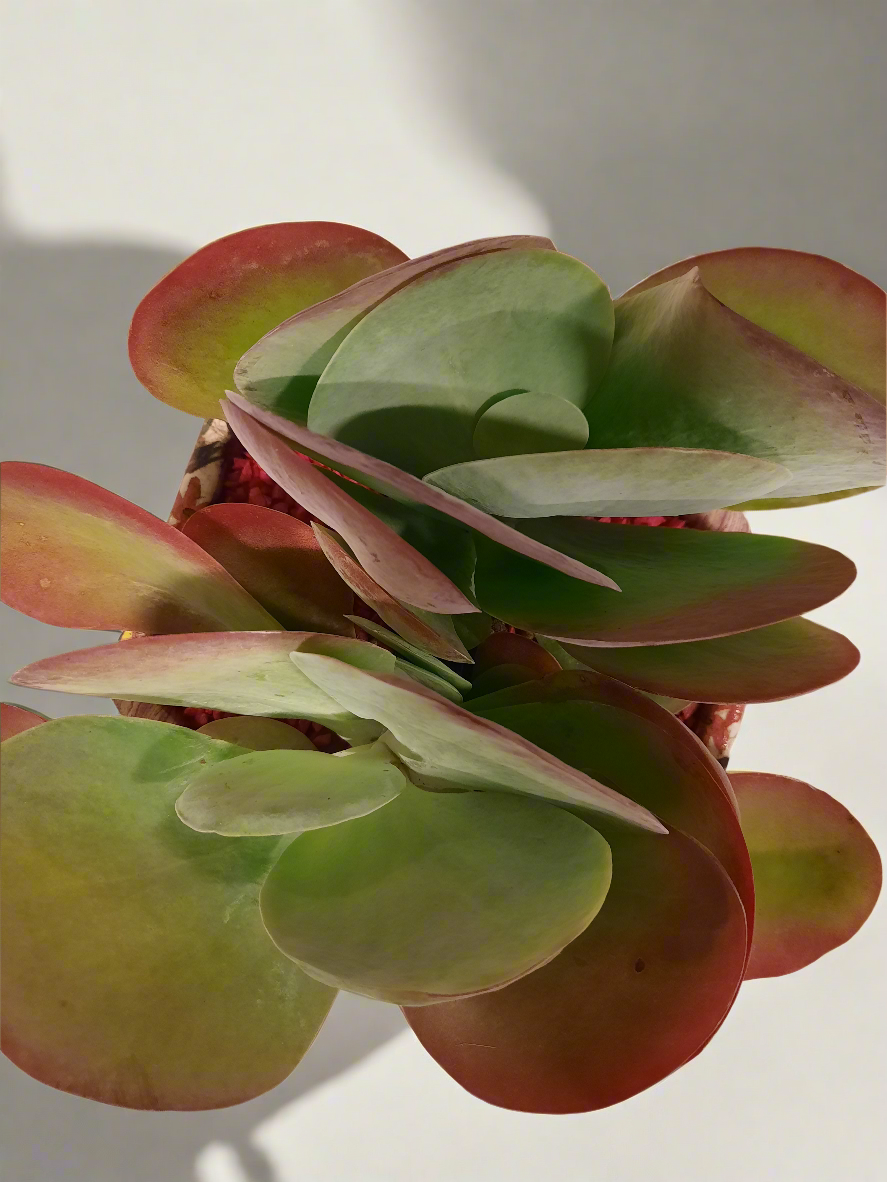 Kalanchoe thyrsiflora con vaso