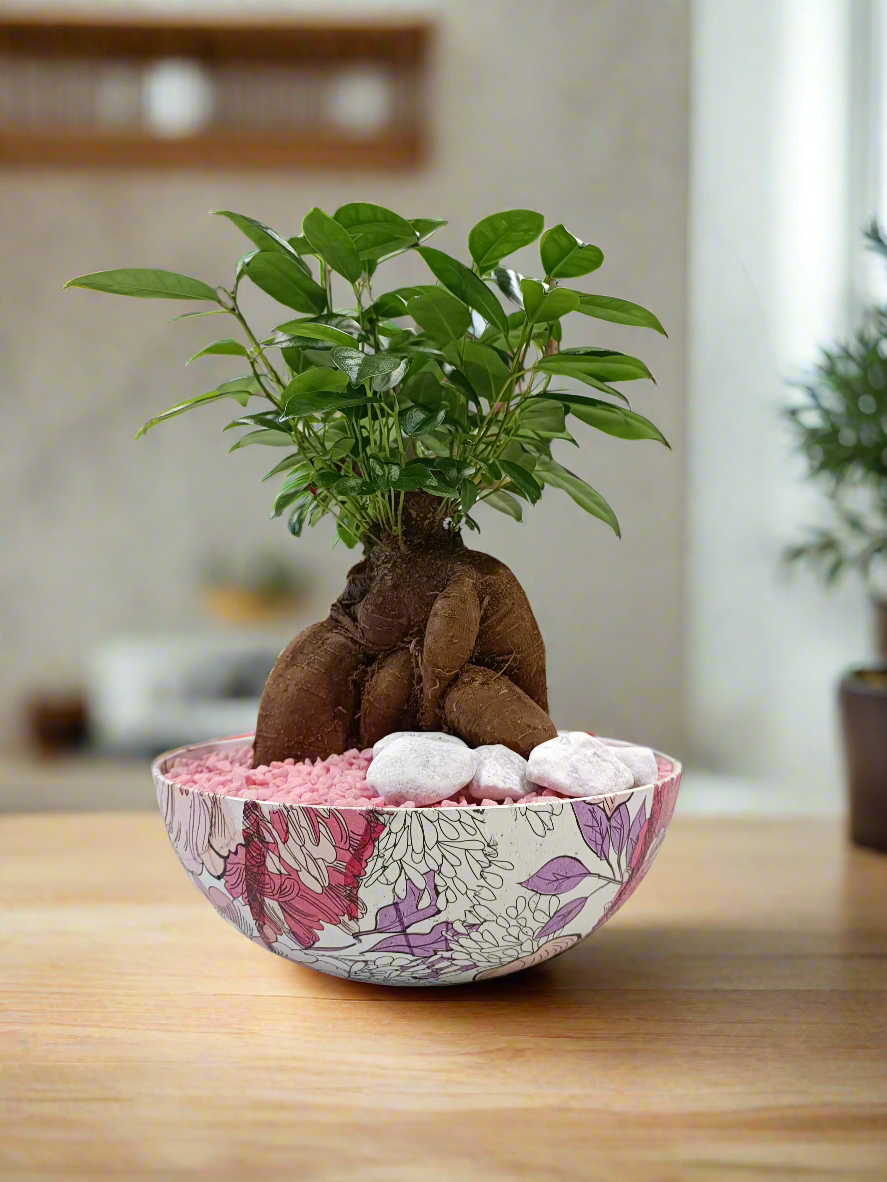 Ficus bonsai con vaso