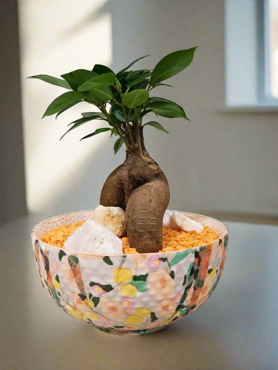 Mini Bonsai con vaso