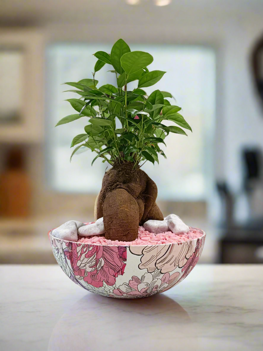 Ficus bonsai con vaso