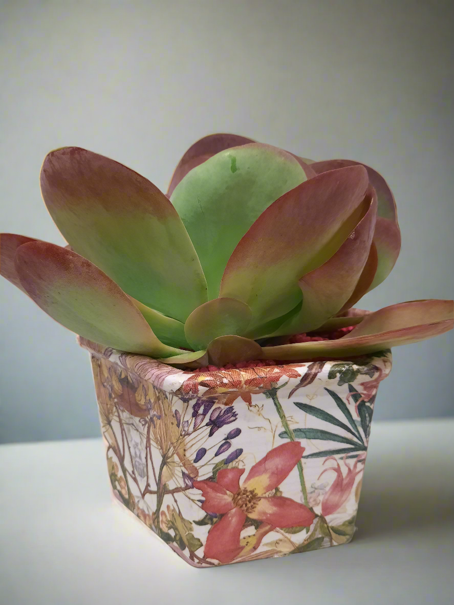 Kalanchoe thyrsiflora con vaso