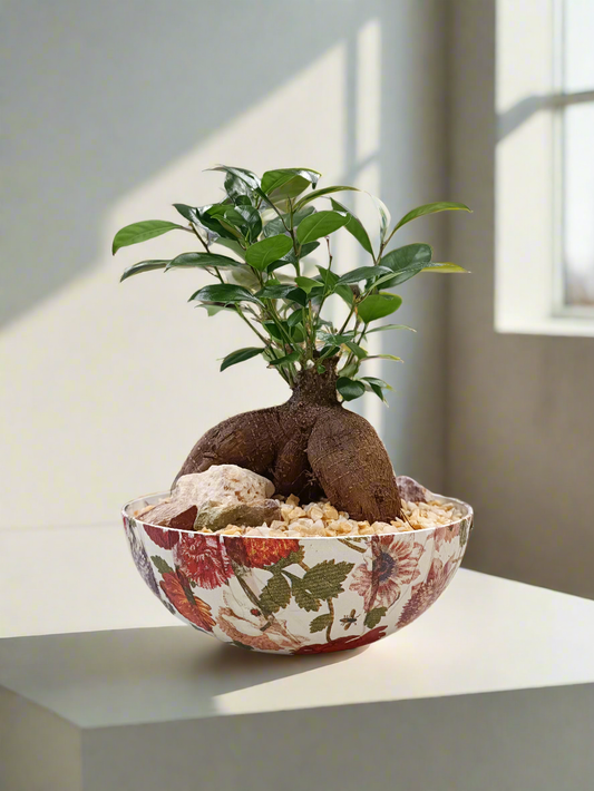 Ficus bonsai con vaso