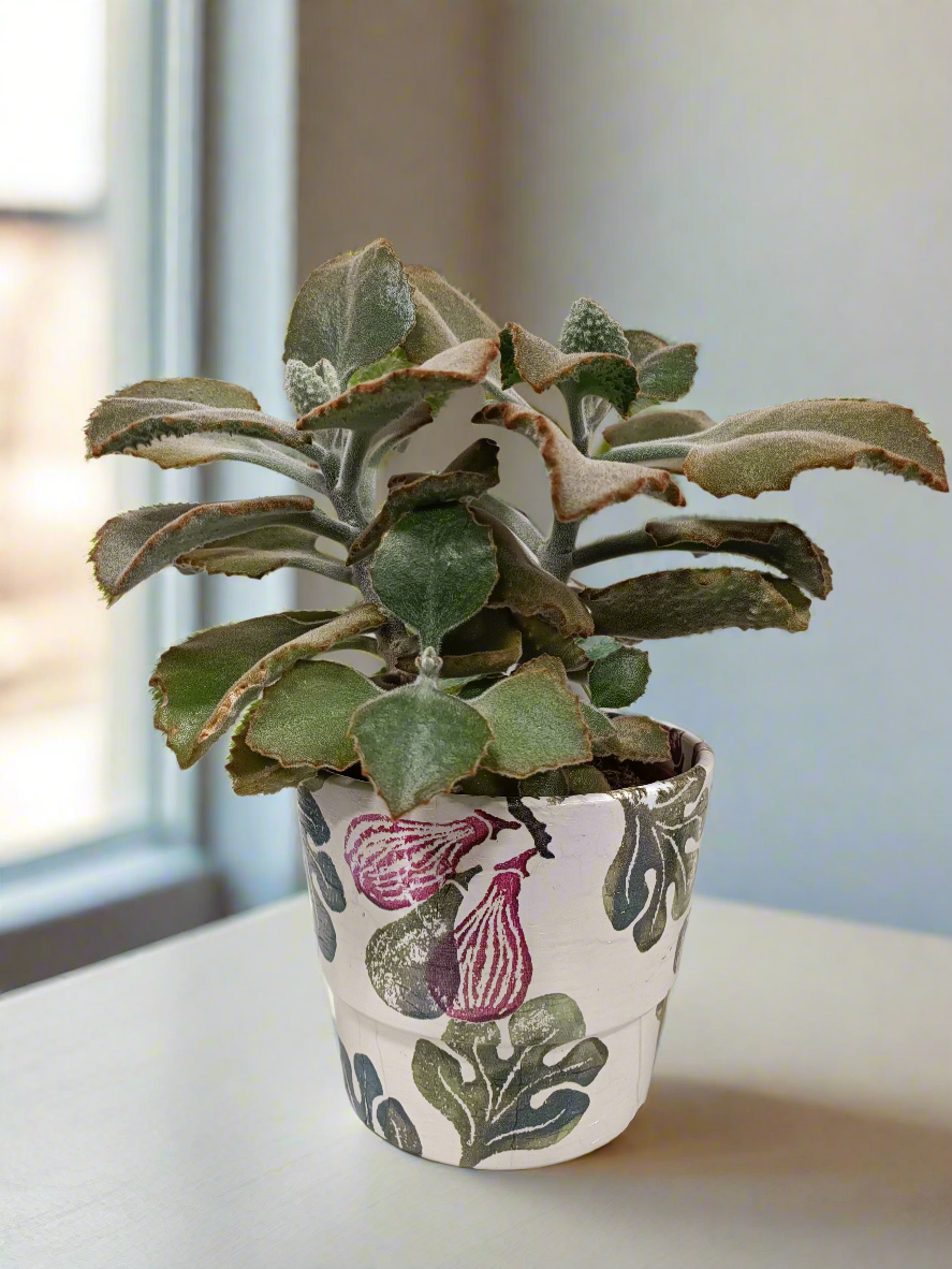 Kalanchoe beharensis 'Fang' con vaso