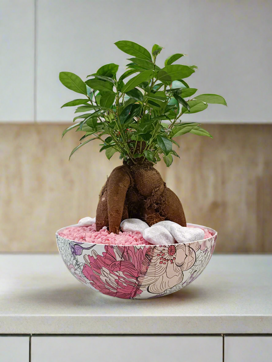 Ficus bonsai con vaso