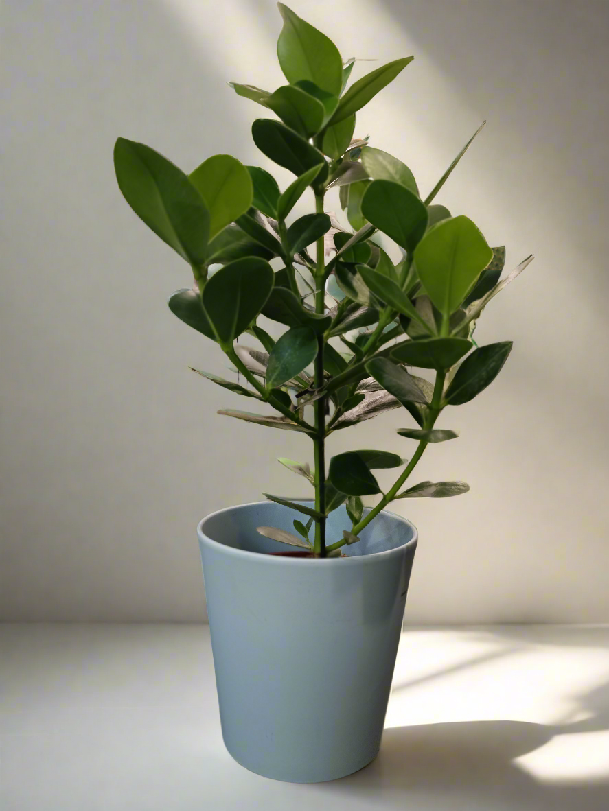 Clusia rosea 'Princess'