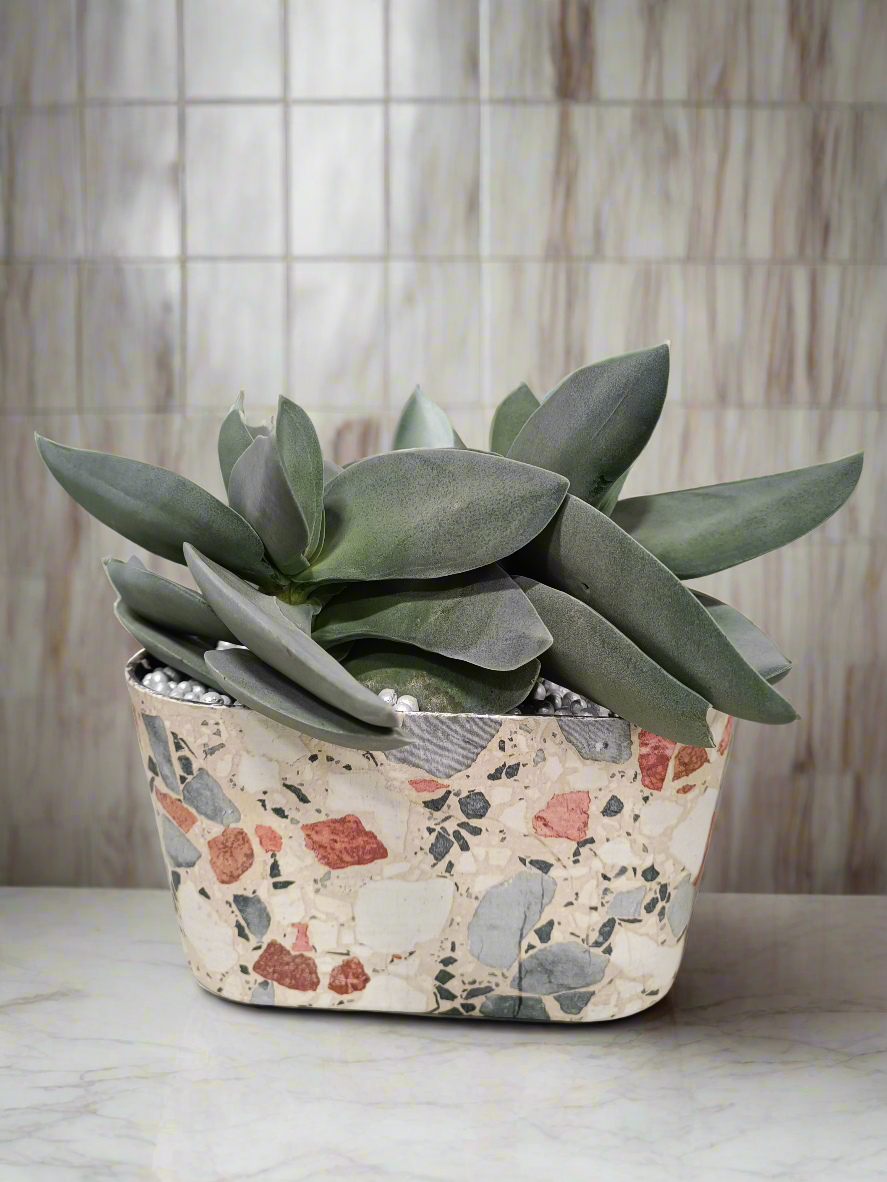 Crassula boomerang con vaso