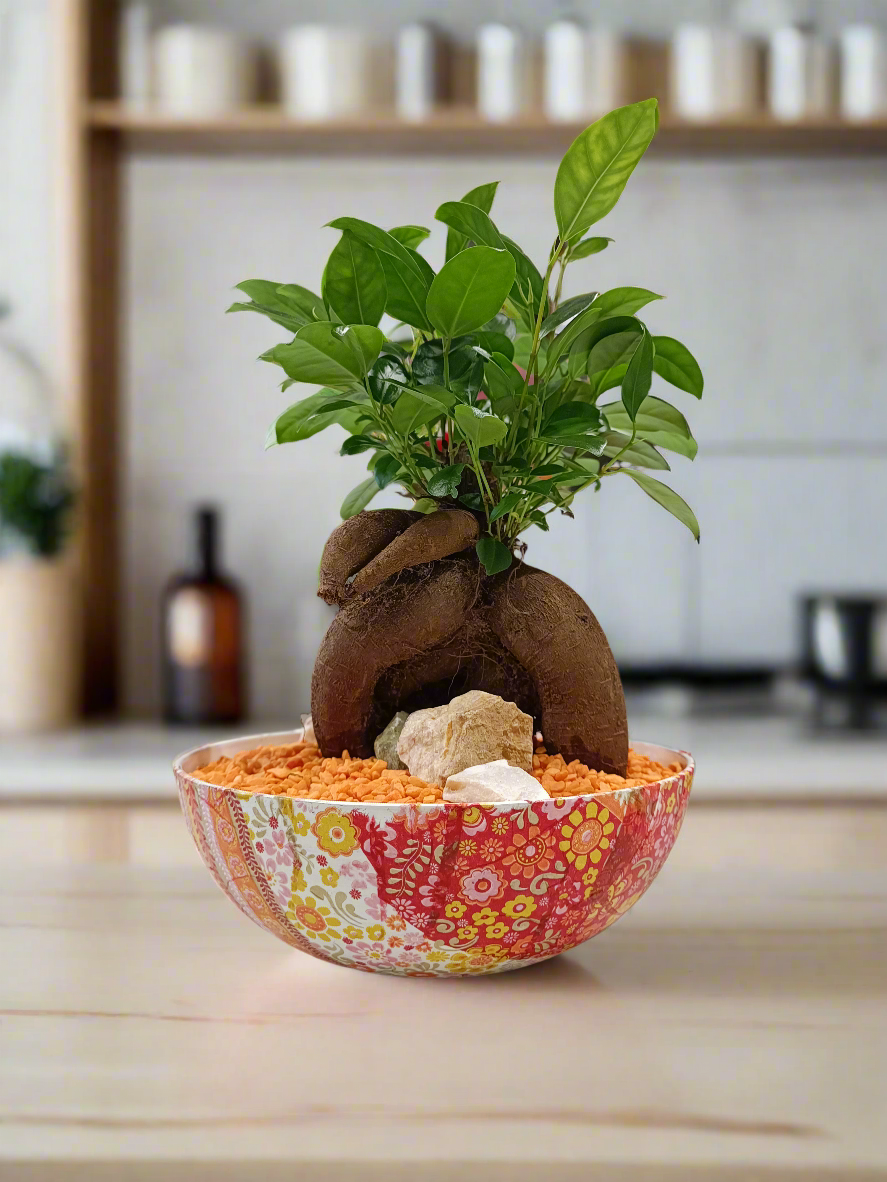 Ficus bonsai con vaso