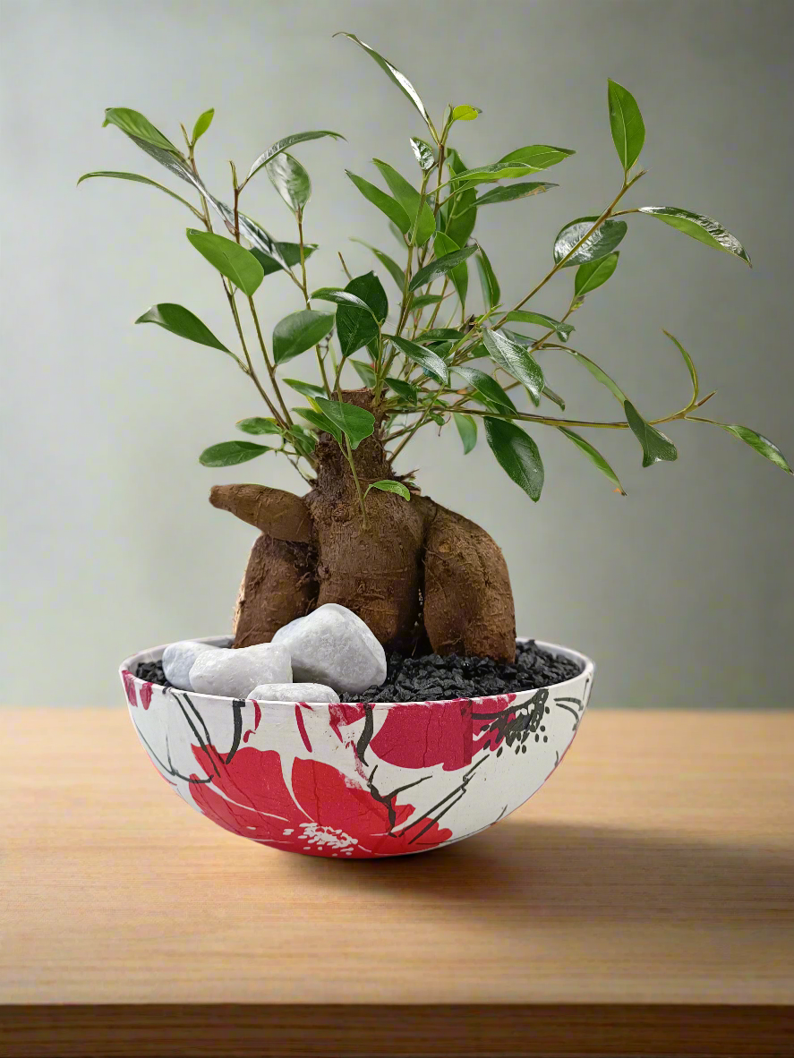 Ficus bonsai con vaso