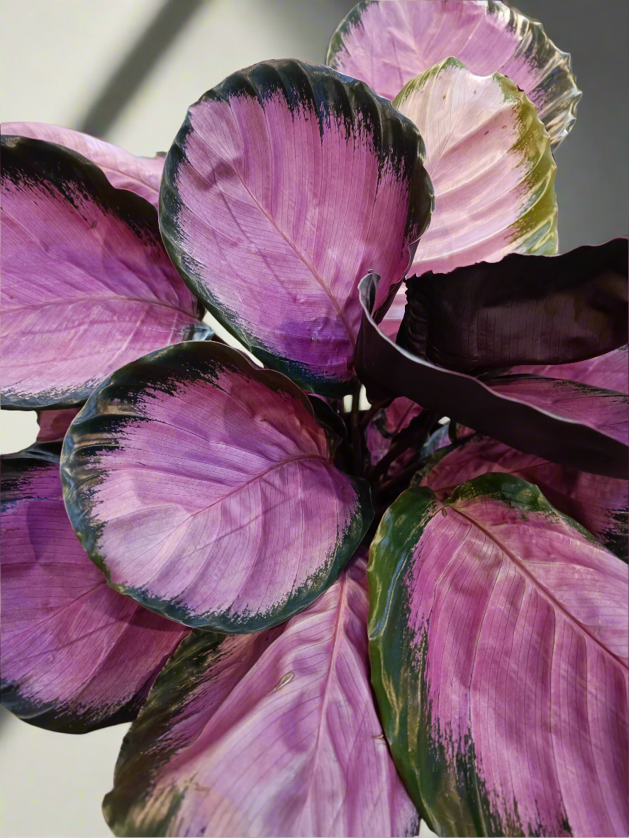 Calathea roseopicta 'Crimson'