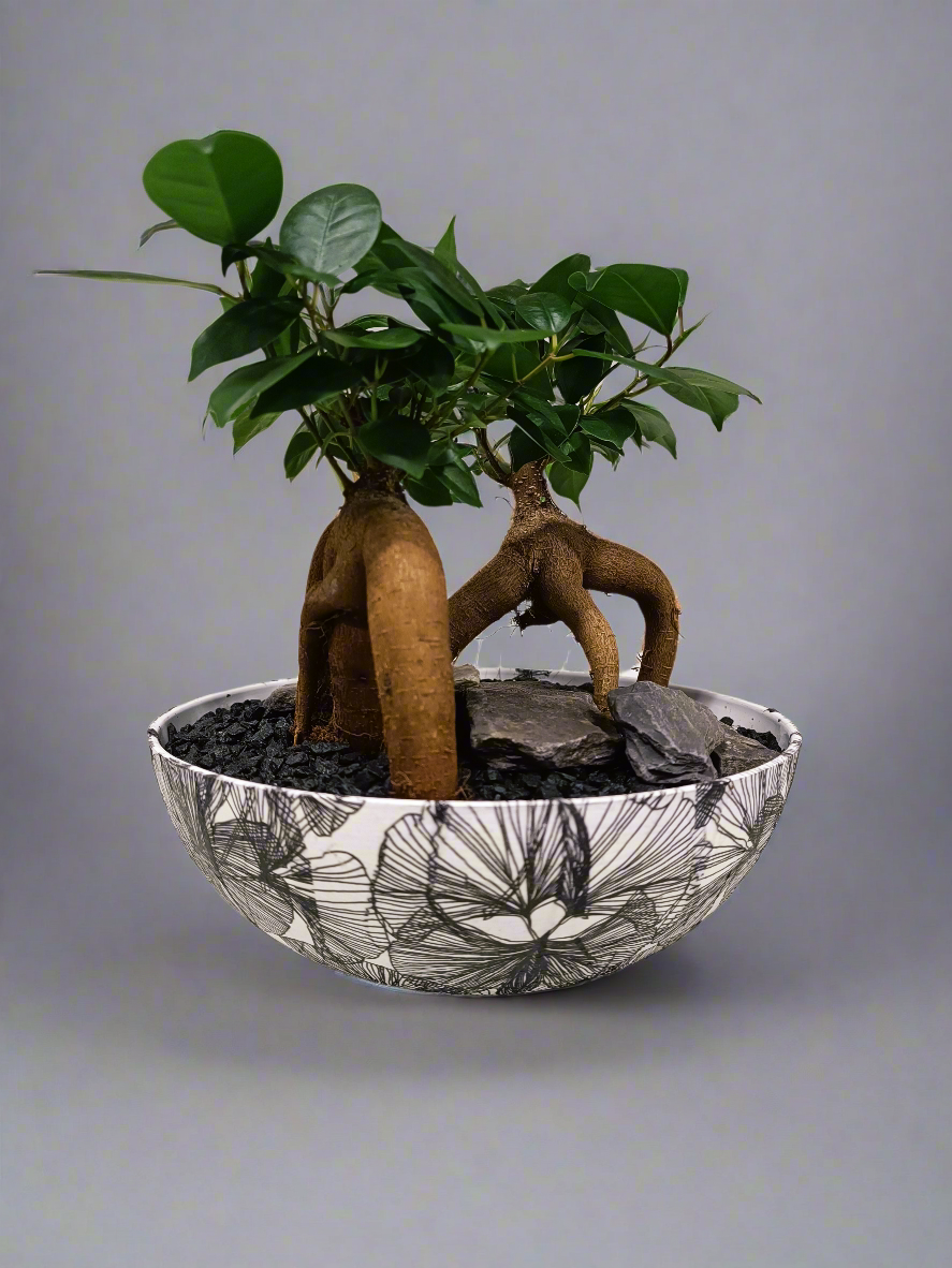 Bonsai con vaso