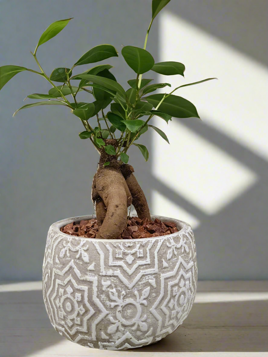 Mini Bonsai con vaso