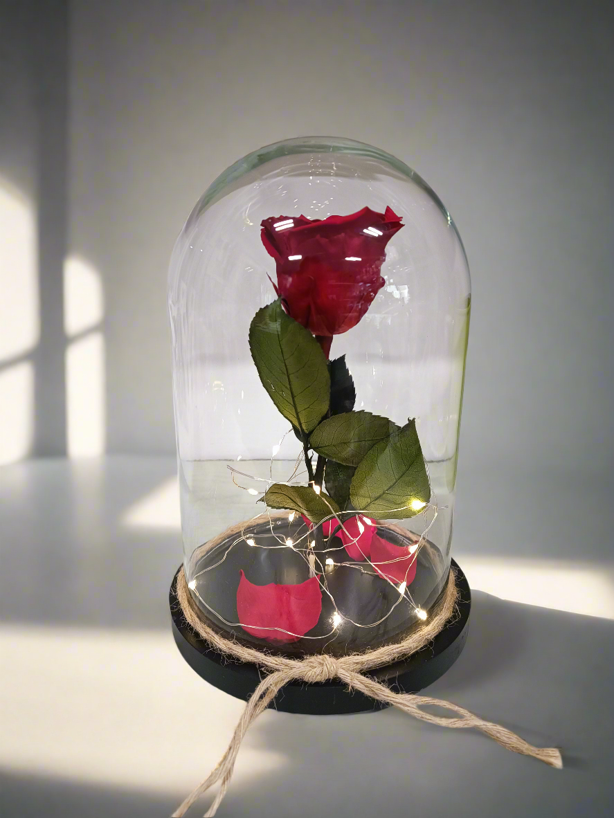 Cupola di vetro con rosa stabilizzata