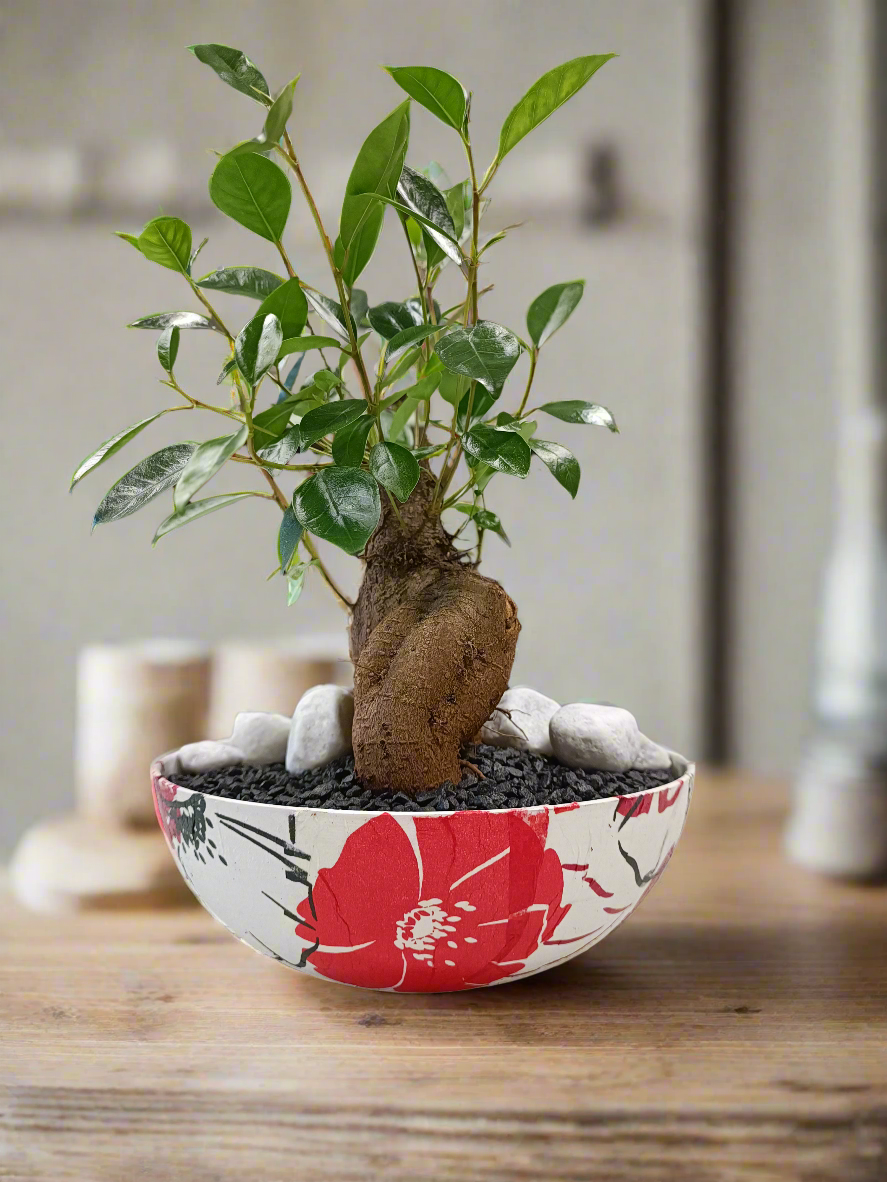 Ficus bonsai con vaso